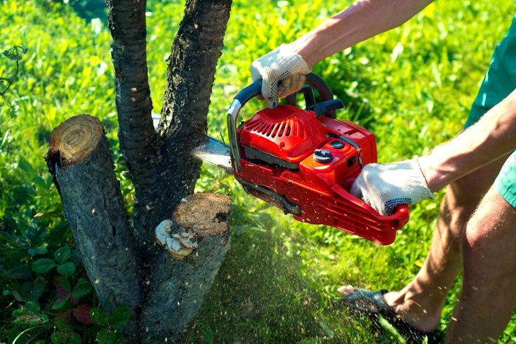 tree service calgary